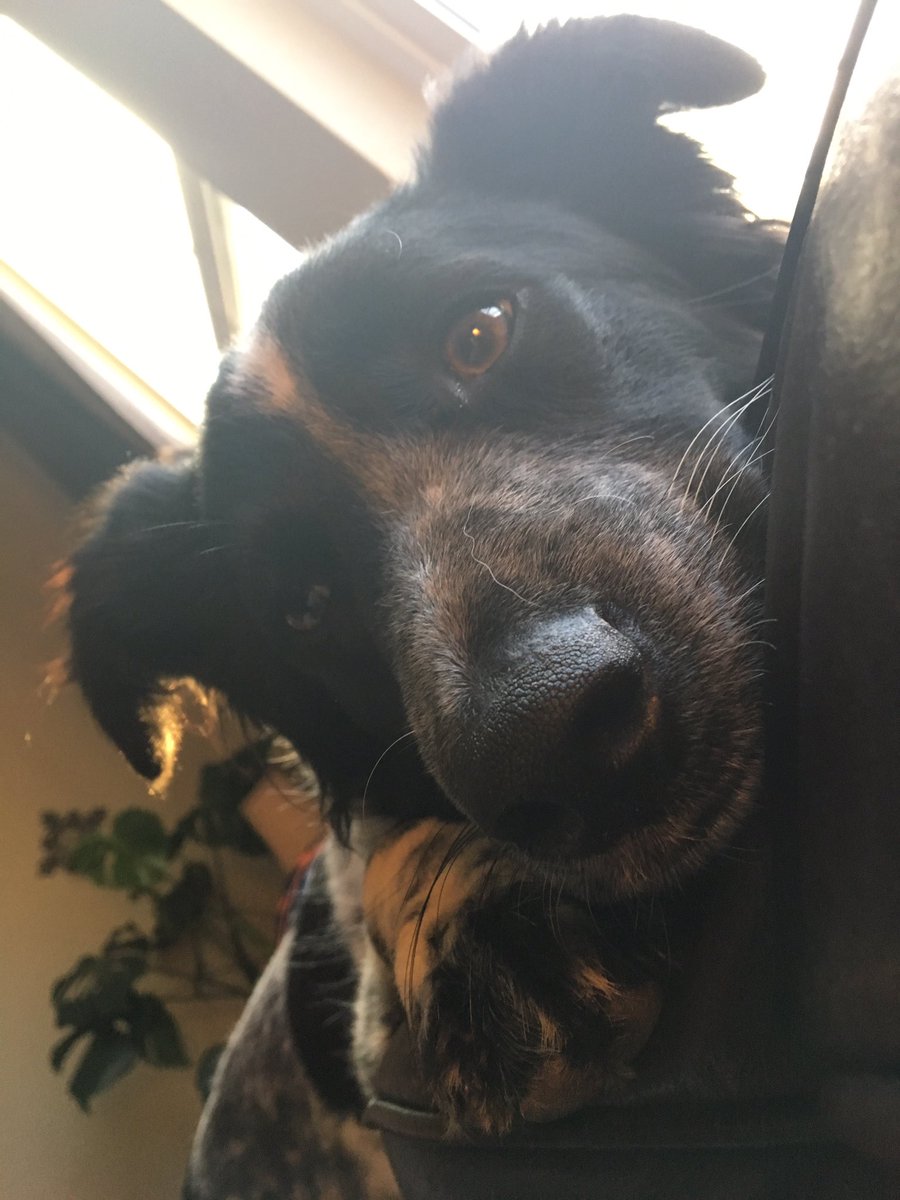 Bleus_DaisyDoo's tweet photo. Momma was away camping and I'm just so happy to see her! #CantGetCloseEnough https://t.co/rg83jaSHeJ