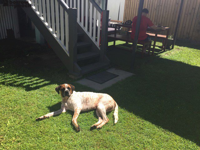 Here's Rusty in East Brisbane, QLD catching some rays in between walks in the park ow.ly/JUhp3025DSF