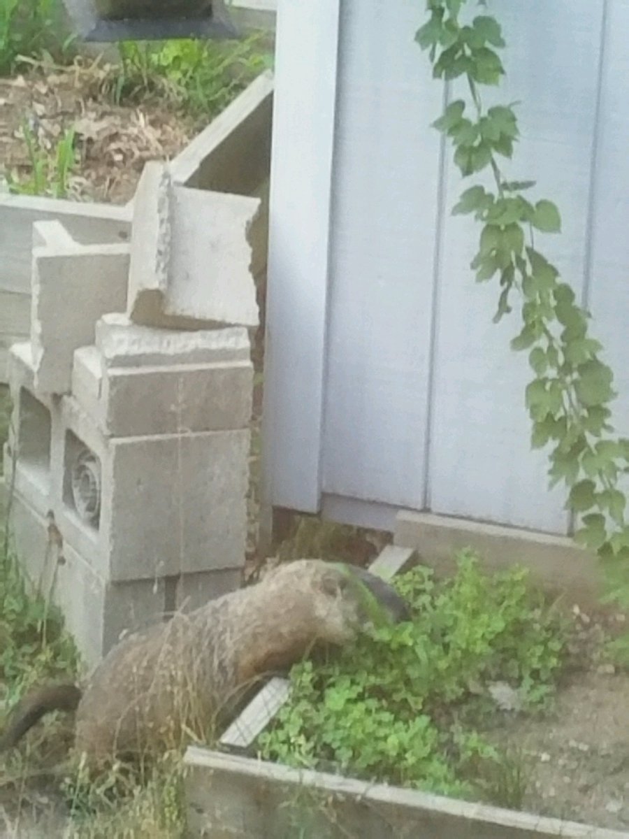brew4all's tweet photo. Thank God we hop farmers have woodchucks to help with the weeding.... https://t.co/NB5VXACDm6