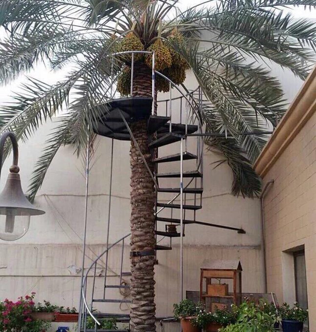 سعودي يبتكر فكرة لأمه لتمكينها من ممارسة هواية جني البلح من نخلة منزلهم CnnS83yWAAAbHot