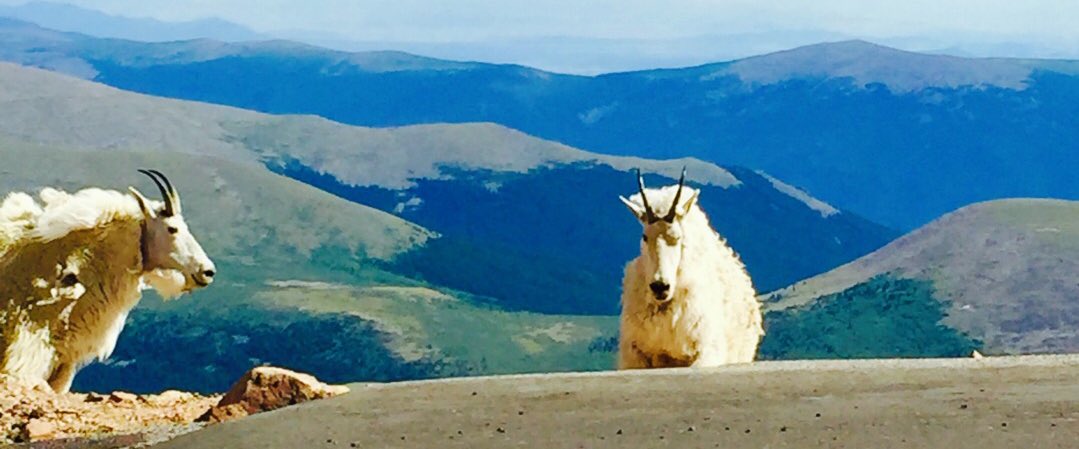 climbed #mountevans today with our furry friends #Colorado #14er #hiking #nature #rockymountains #14ers #outdoors