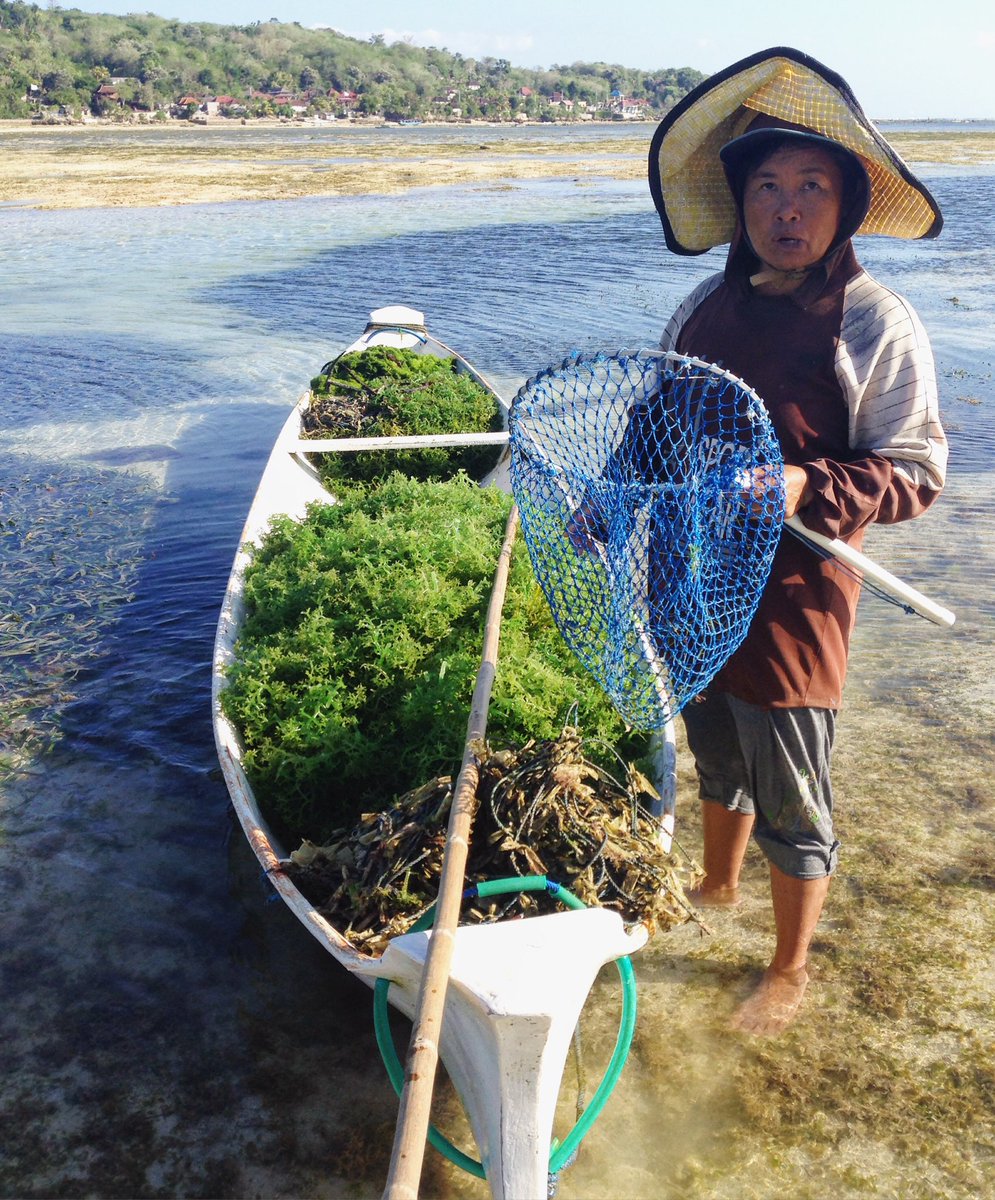 MelianaSalim's tweet photo. A little seaweed story https://t.co/KY5K4n8bRk #bali https://t.co/3zLhd5TNzx