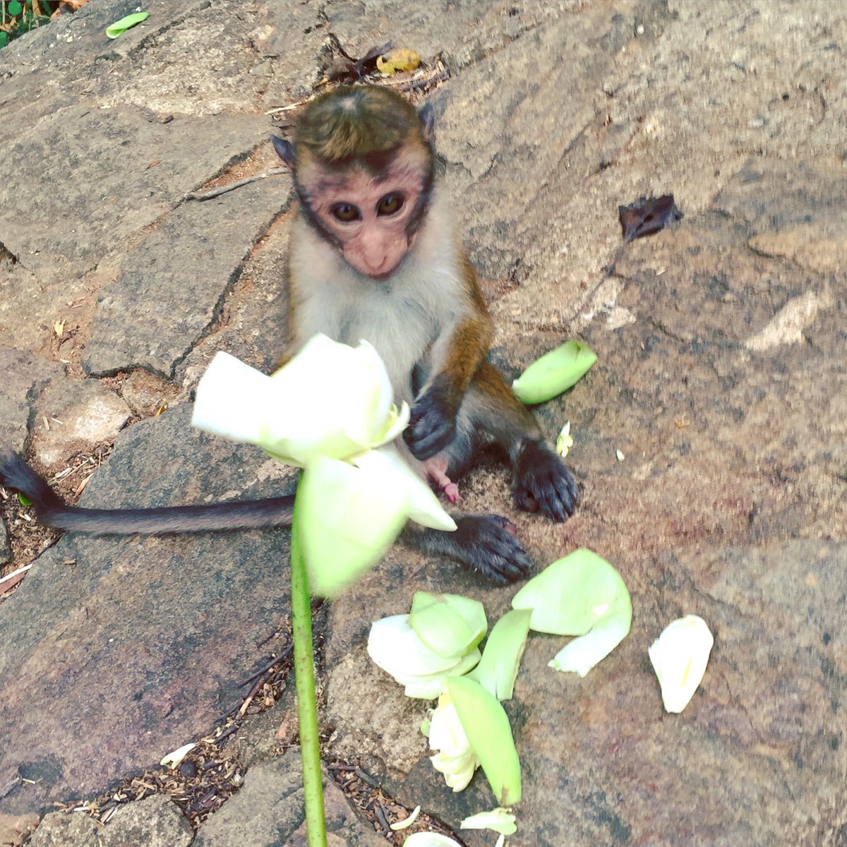 Emanhaddadlive's tweet image. She loves me .. She don't... #monkeystyle #Srilanka #dambulla