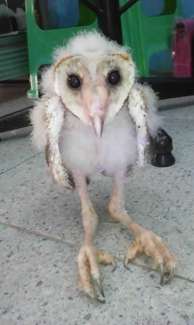 putrakanedi's tweet photo. Yuk mari yg mau OWL jenis tyto alba. Khusus daerah jambi. https://t.co/78At40Gz3J