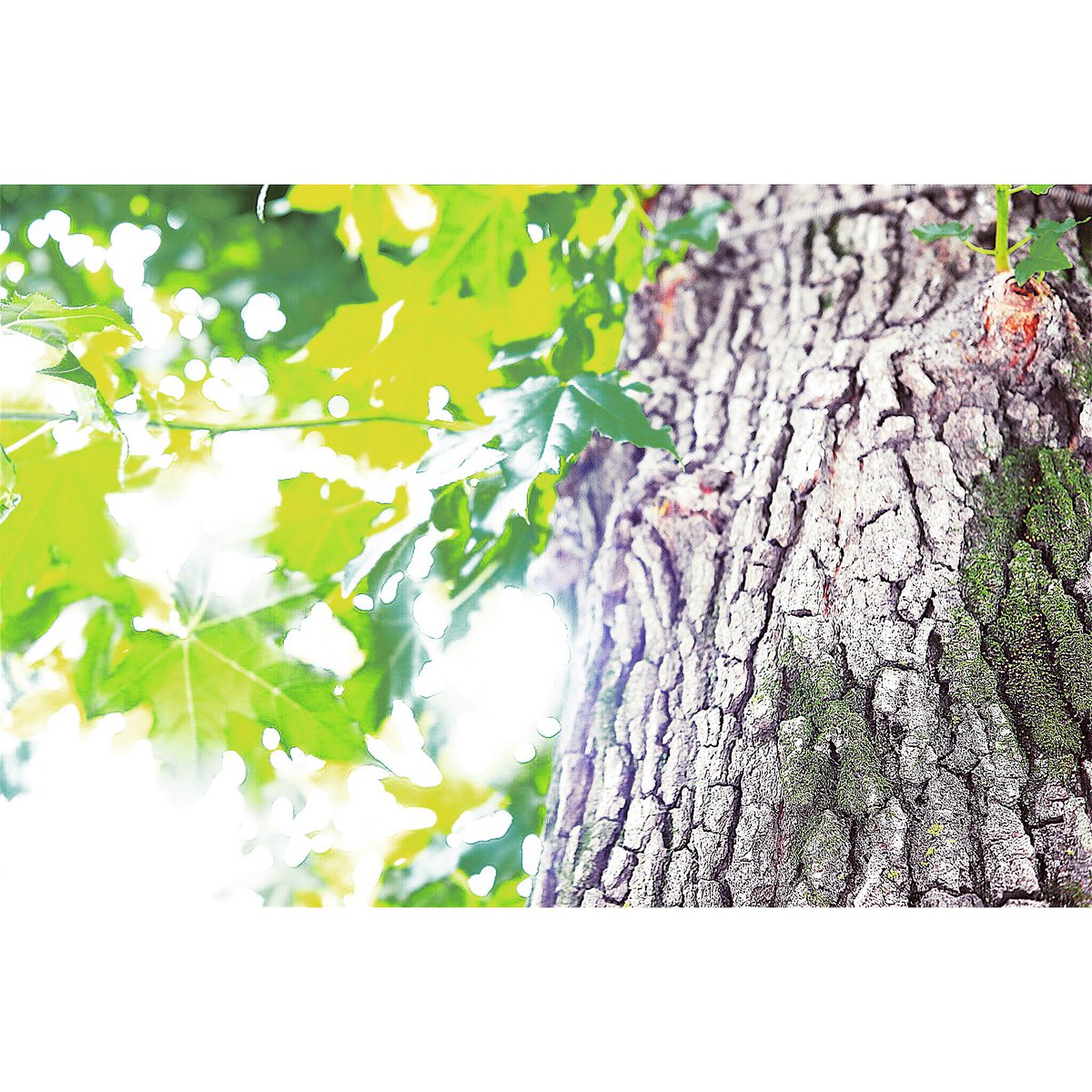 #leica #白黒 #Japan #photographers  #フォトグラファー #東京 #写真  #tokyo #写真家 #モノクローム #水 #雨 #多肉植物 #フラワー #自然 #花 #光 #緑 #森