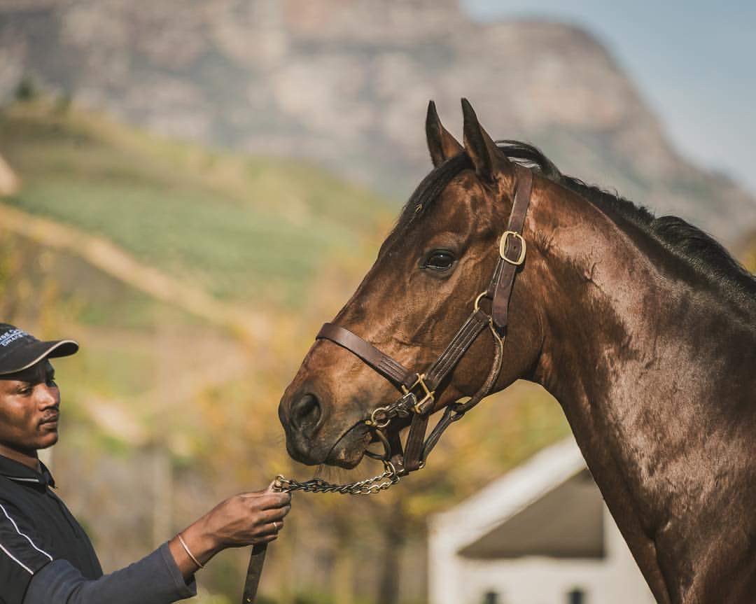 #Legislate arrived at <a href="/DrakensteinStud/">Drakenstein Stud</a> last week and is ready for the upcoming breeding season.