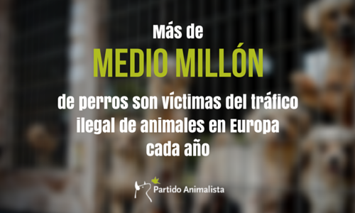PartidoPACMA's tweet photo. ¿Sabes de dónde puede venir el perro que ves en el escaparate de la tienda? No compres, siempre #Adopta #DiaDelPerro https://t.co/xujIQrjwki
