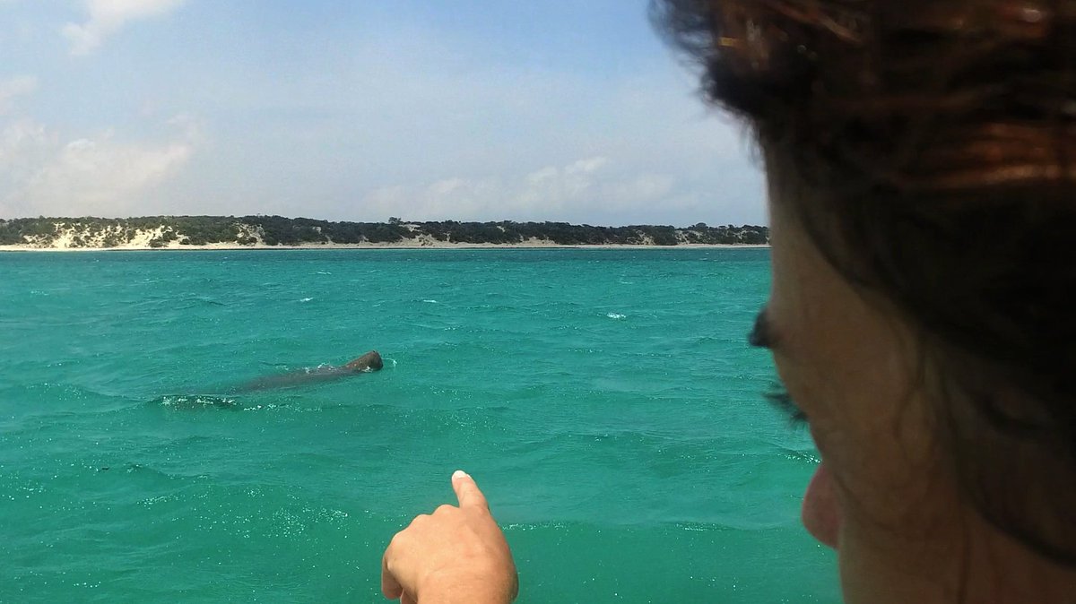 ProntoProd's tweet photo. Amazing news ! Our film Karen and the Dugong is selected for the @matsalufilm festival 2016 ! https://t.co/AsTCq219Op