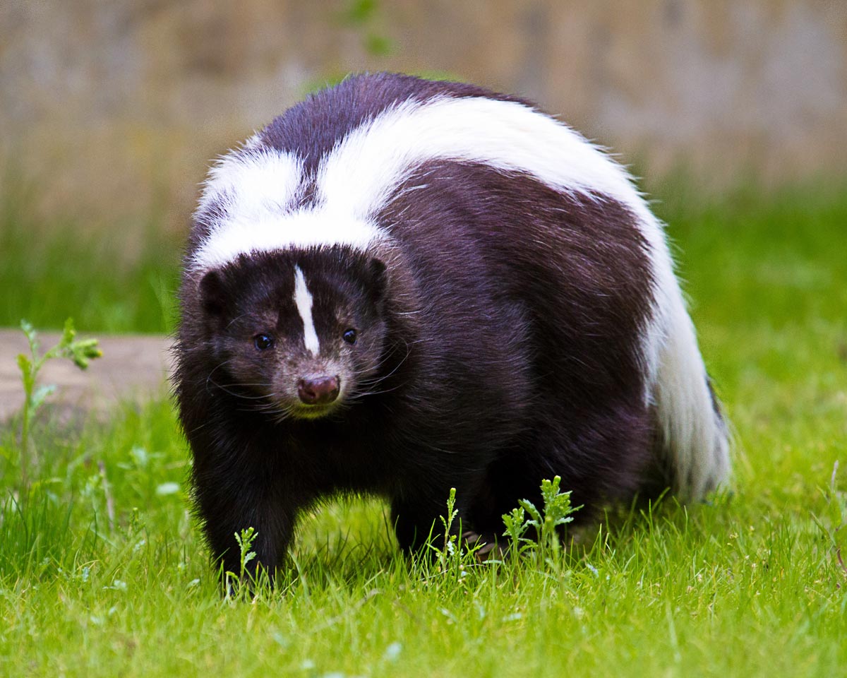 Edinburgh Zoo on Twitter: "Fantastic photo of the skunk in its new