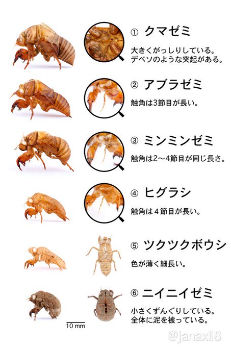 セミの羽化のtwitterイラスト検索結果 古い順