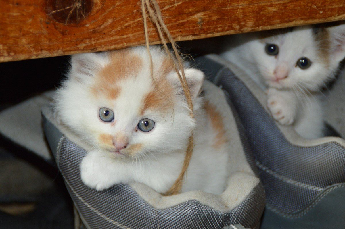 storyhills_mag's tweet photo. 4 Perfect DIY Ideas For Cat Lovers #DIY #DIYcats #catlover https://t.co/yPT9ugkMVp https://t.co/Wnf0dZQDwL
