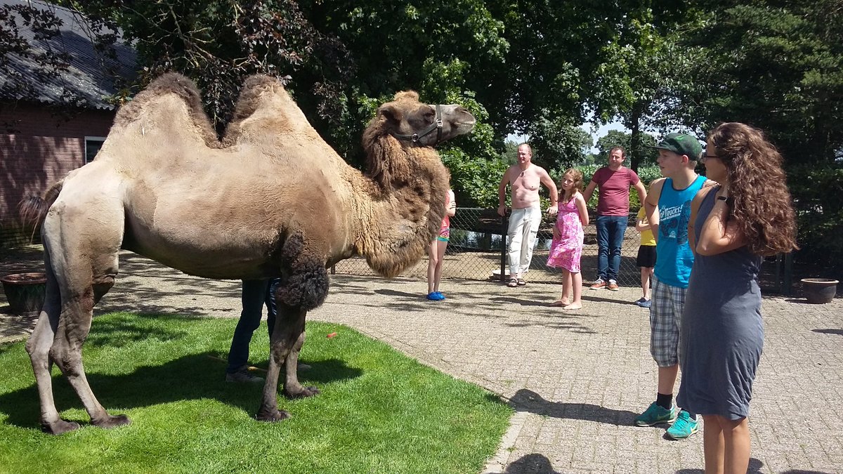 campingromalo's tweet photo. Olga deed gister een rondje camping! 🐫 https://t.co/9UdzOL33NV