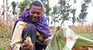 fartcoindesks's tweet photo. #khalabana kwa nini tunavuna #maindi ingali changa na kuuza bei rahisi?? https://t.co/Ip1gDipExi