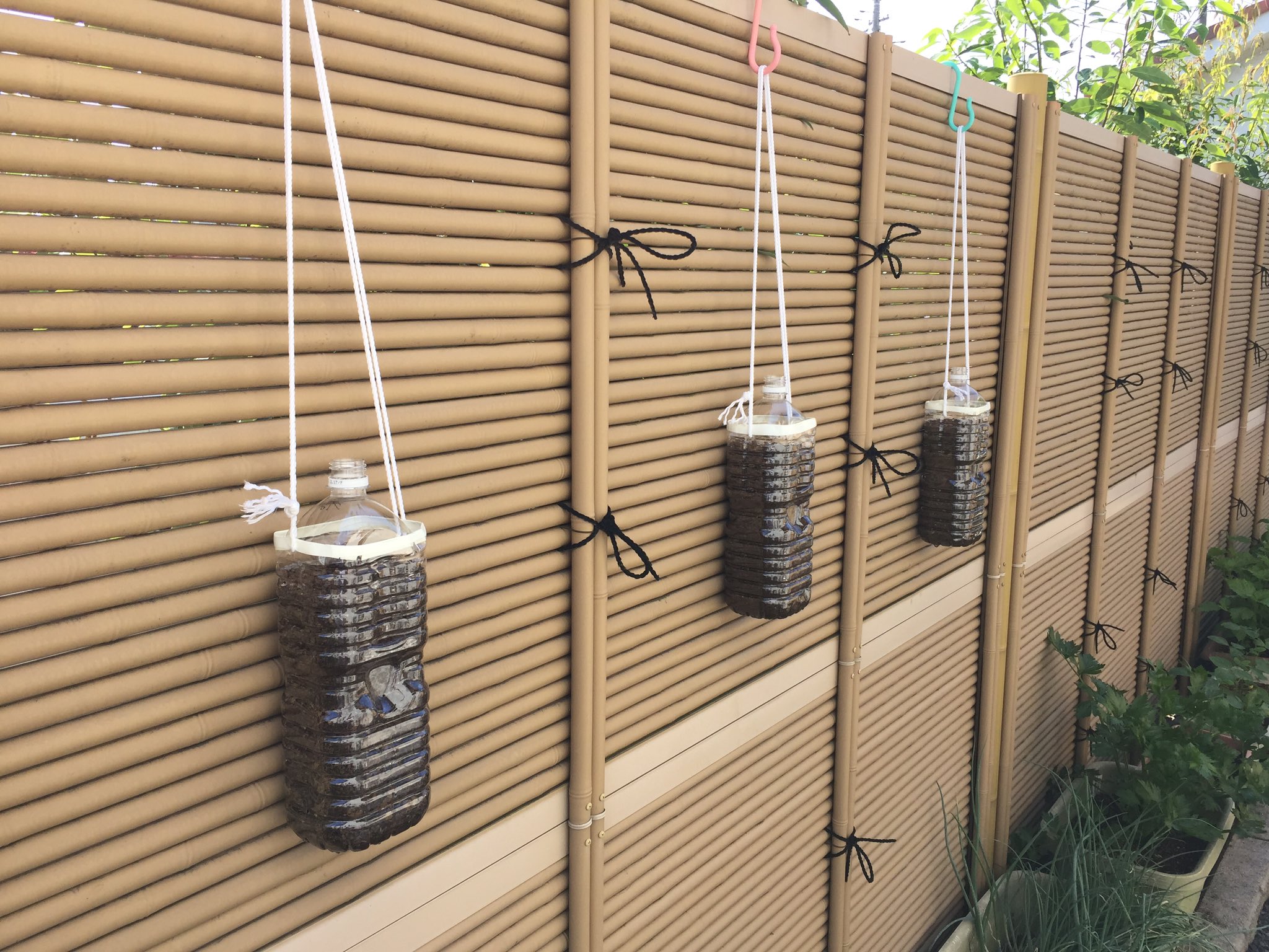 辛口sakura ペットボトルde空中栽培計画 家庭菜園 ペットボトル ニンジン ベーターリッチ