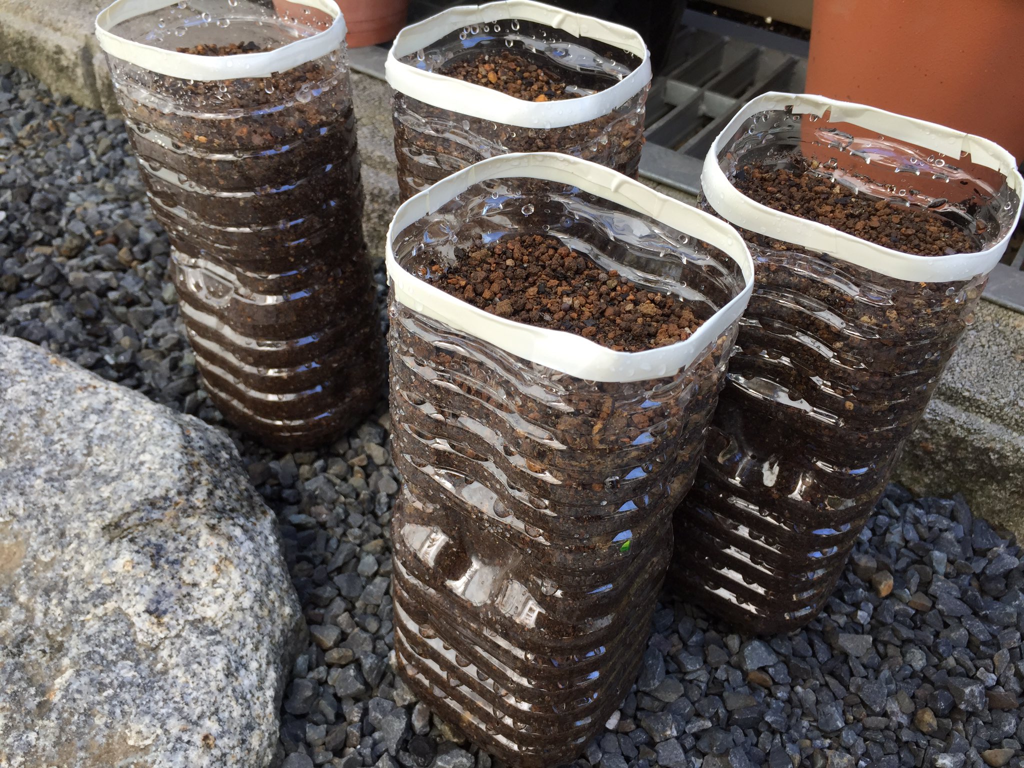 辛口sakura ペットボトルde空中栽培計画 家庭菜園 ペットボトル ニンジン ベーターリッチ