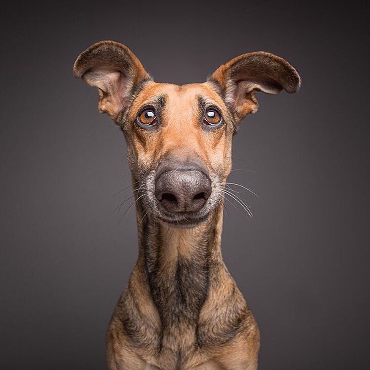 Whenever anyone asks me what I did over the weekend I squint &amp; ask, 'Why, what did you hear?' 😳 Photo: @wieselblitz