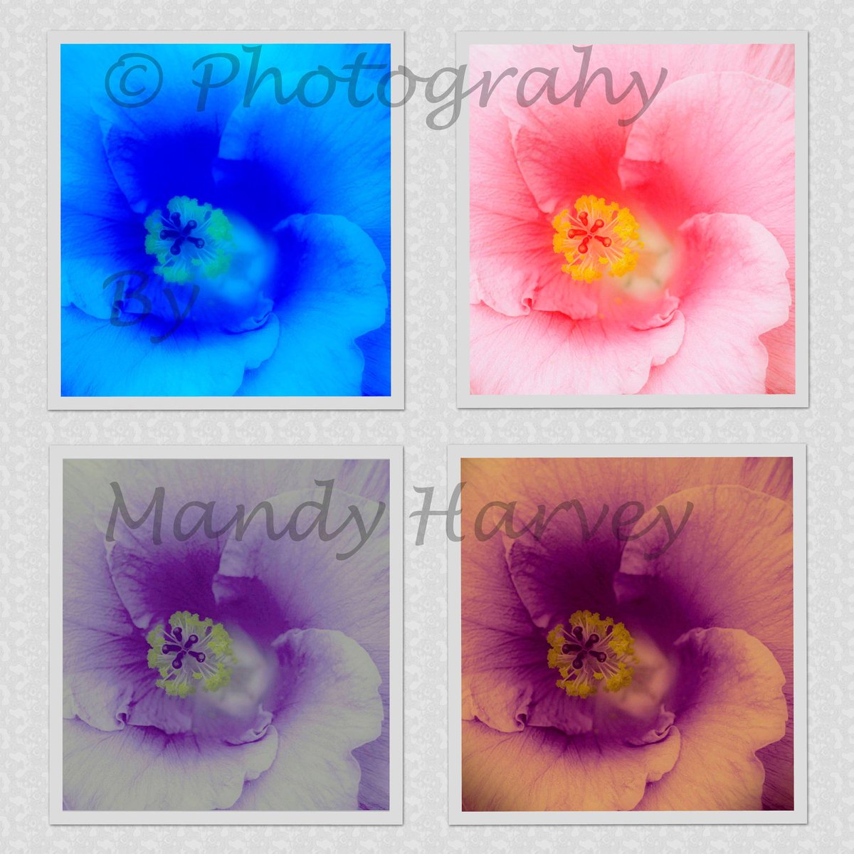 beadsme's tweet photo. Flower In Bloom Photographs, 5x5 photograph. Home Decor, Abst… https://t.co/lRokeJ67x9 #jewelryonetsy #MultipleOffer https://t.co/GE4Pl8gCWU