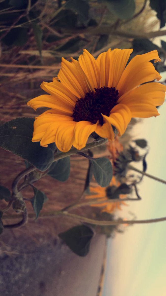 RadicalRupert's tweet photo. • Check out this pretty little flower I found today • https://t.co/5NELmAFRUY