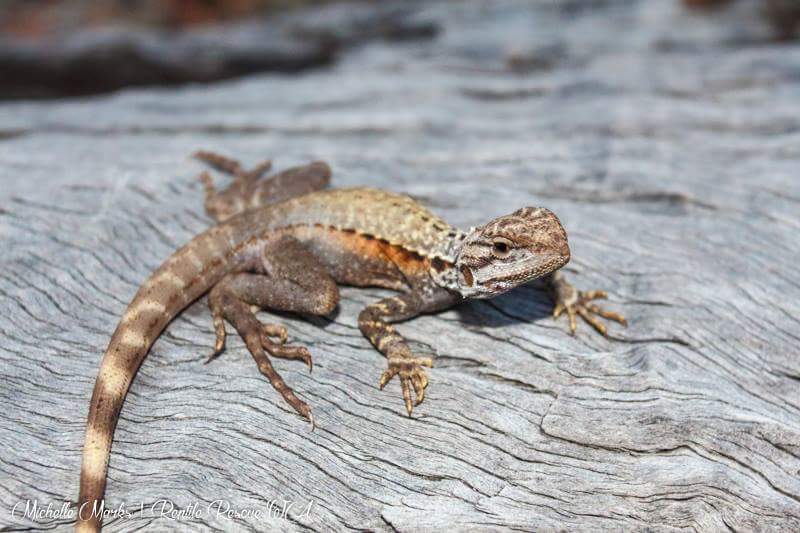 Reptile Rescue WA (ReptileRescueWA) Twitter