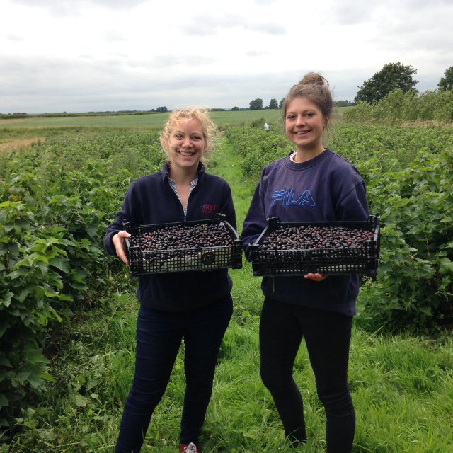 littlered_berry's tweet image. That was one busy week! @greatyorkshow @HorsforthFDFest @SideOven including our Blackcurrant picking