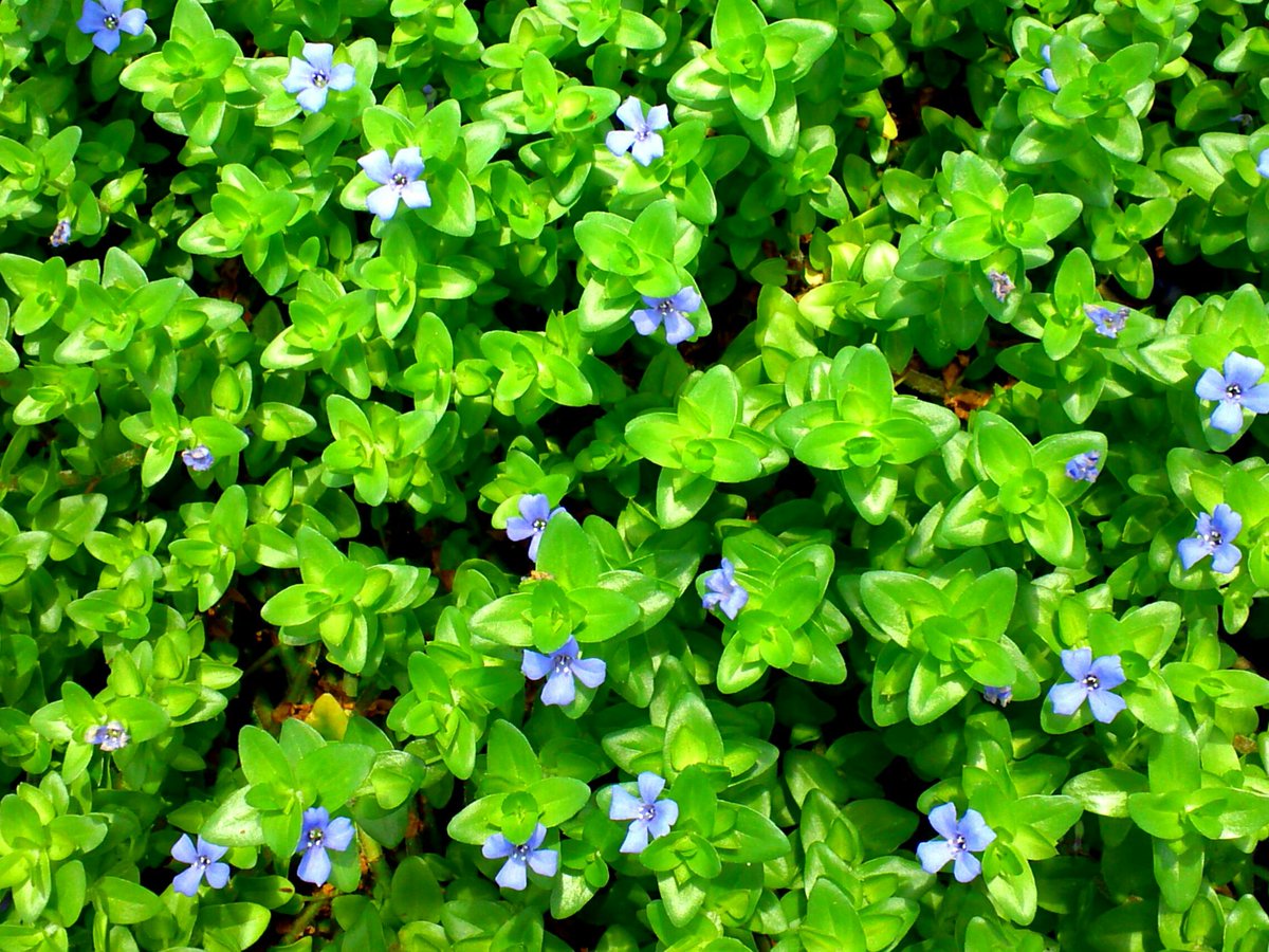 みなみ V Twitter 水辺とかブルーにまず目がいきます ウォーターバコパ Flowers 花写っと オオバコ科