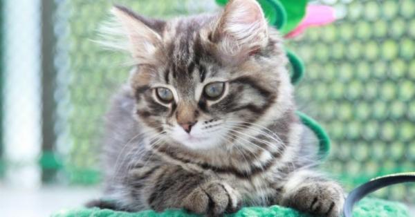 tapetentweets's tweet photo. Wenn der #Stubentiger an der #Tapete kratzt - Diese Tipps helfen 🐱 #Katze #Tapeten
https://t.co/Ot2jneBiL4 https://t.co/og0C4XFXcs