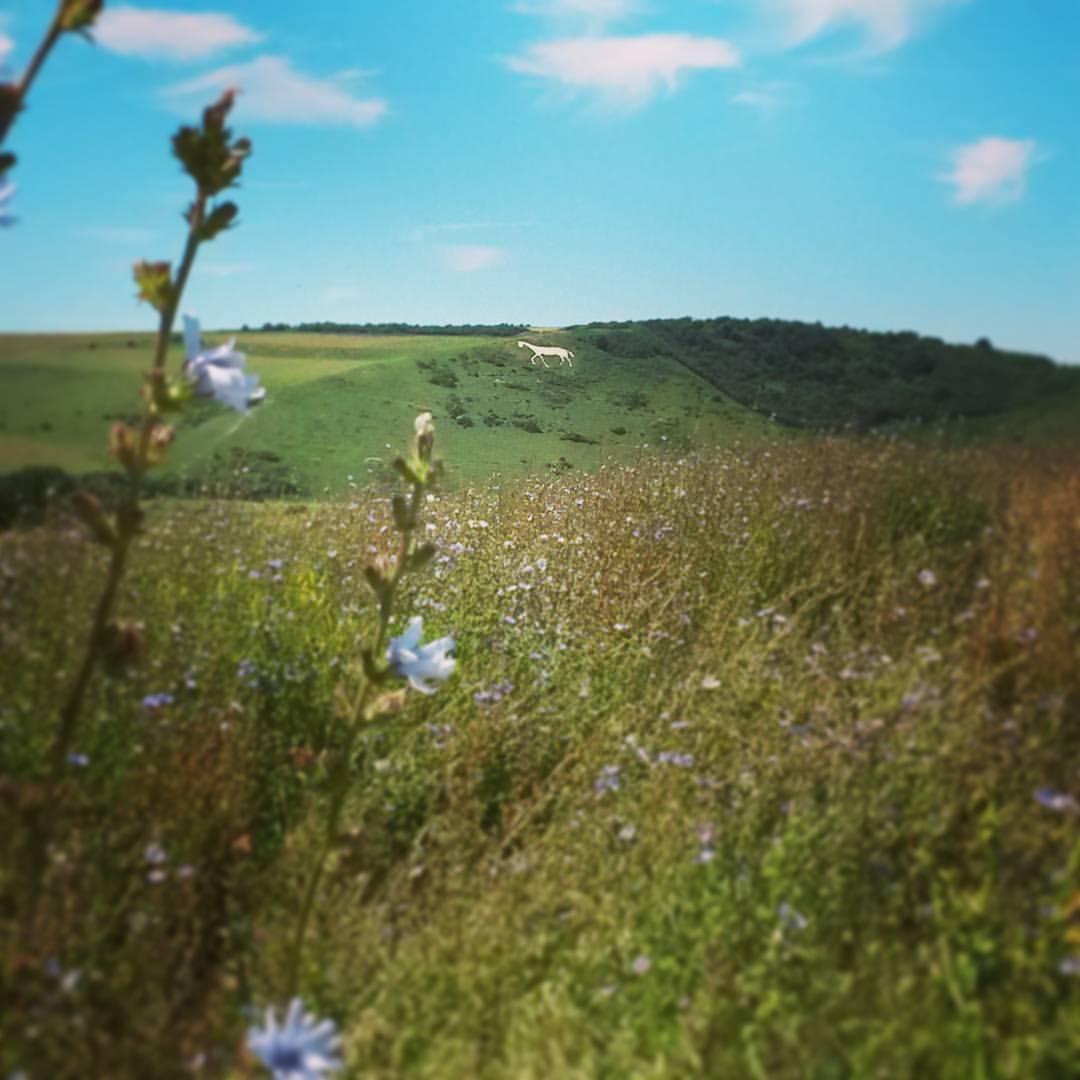 Posturite's tweet image. Has anyone else escaped the office to enjoy the #heatwave? This horse is just down the road from our HQ! #activework