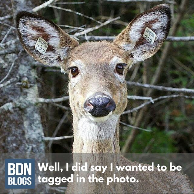 BDNMaineBlogs's tweet photo. *snort*
https://t.co/6H0sfwtelH https://t.co/5z6pZm4f1f