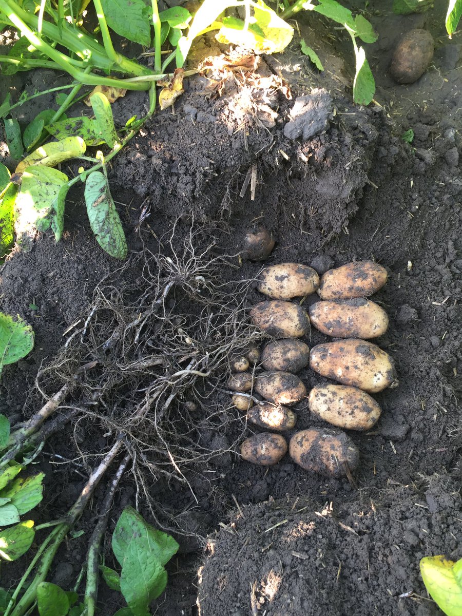 pvg403's tweet photo. Russet Burbanks looking good @mccainfoods #futurefries https://t.co/rgbLNZ90mp