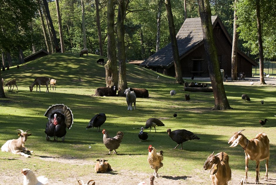 Tips voor goedkope uitjes vind je op yubbler.nl! Kom naar de kinderboerderij! yubbler.nl/articles/goedk…