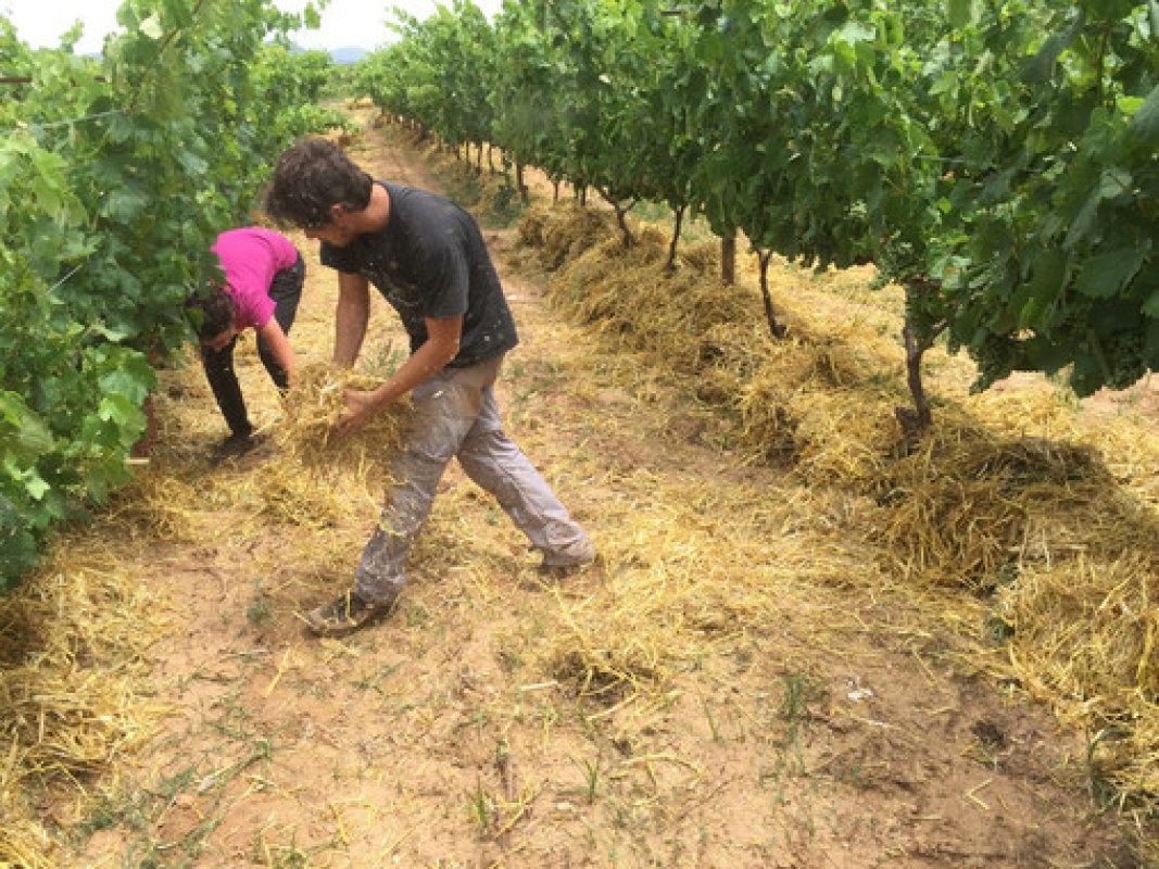 MundoAgropecuar's tweet photo. Acolchado de paja reduce en un 78% el nivel de erosión en suelos de los viñedos 
https://t.co/42CO08NyeV https://t.co/vWICQjq0qr