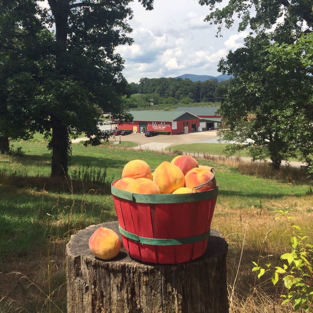 Thanks everyone for coming out to the orchard for our opening weekend! ☺️🍑 #GeorgiaPeaches #SweetSummertime
