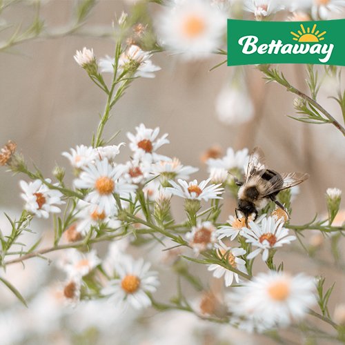 BettawaySA's tweet photo. Celebrating Mandela Day, "bee" busy today and donate 67 minutes of change in honour of Nelson Mandela. #67minutes https://t.co/BU88v40ArJ