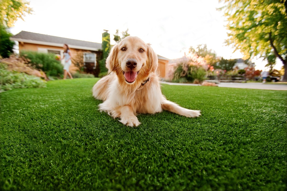 PerfectLawn1's tweet photo. Loving it... #MiltonKeynes #Bedford #Luton #Hemel #Buckingham #Aylesbury #Northampton Artificial grass https://t.co/mg6nK400ck