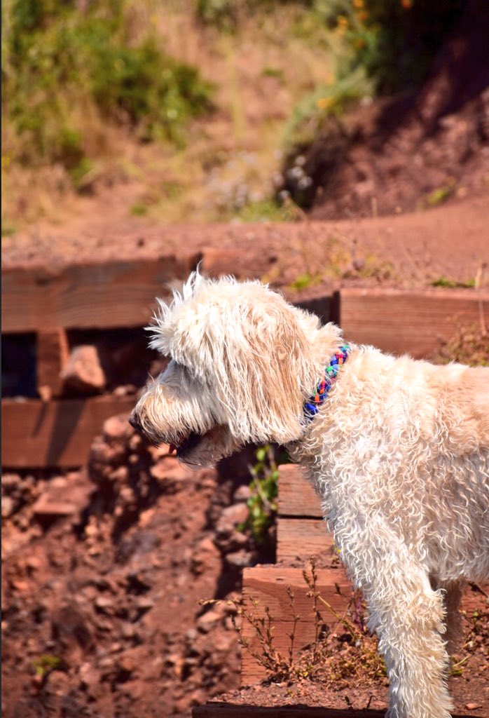 Have a good start into the week! 💪
#pfoteundhuf #mondaymotivation #Dog #Pets #dogsoftwitter #monday #collar #doglove