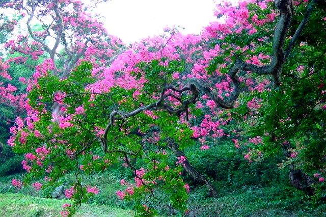 내가 트위터를 하지 않았으면 결코 알지 못했을 사실은 화장실에서 나오면서 손을 안 씻는 남자들이 그렇게 많다는 것이다. -황현산
#배롱나무