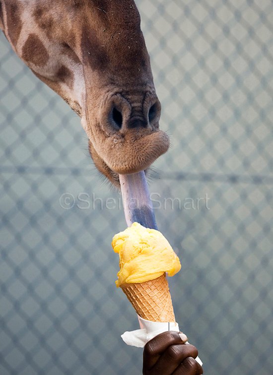 Yesterday was National Ice Cream Day! #leftovers #yum #nalldanielsanimalhospital