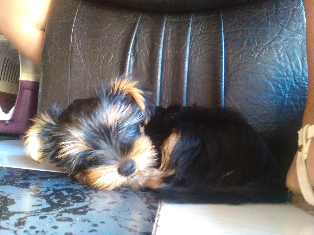 rosariodlrc's tweet photo. #DiaDelPerro que feliiz llegáis a hacer a los demás !!😘😘😍 https://t.co/X1TxsOObn7