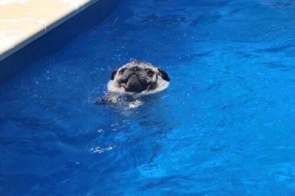 When ur at the pool with ur friends and ur lowkey drowning bc u can't swim but u don't wanna ruin the fun