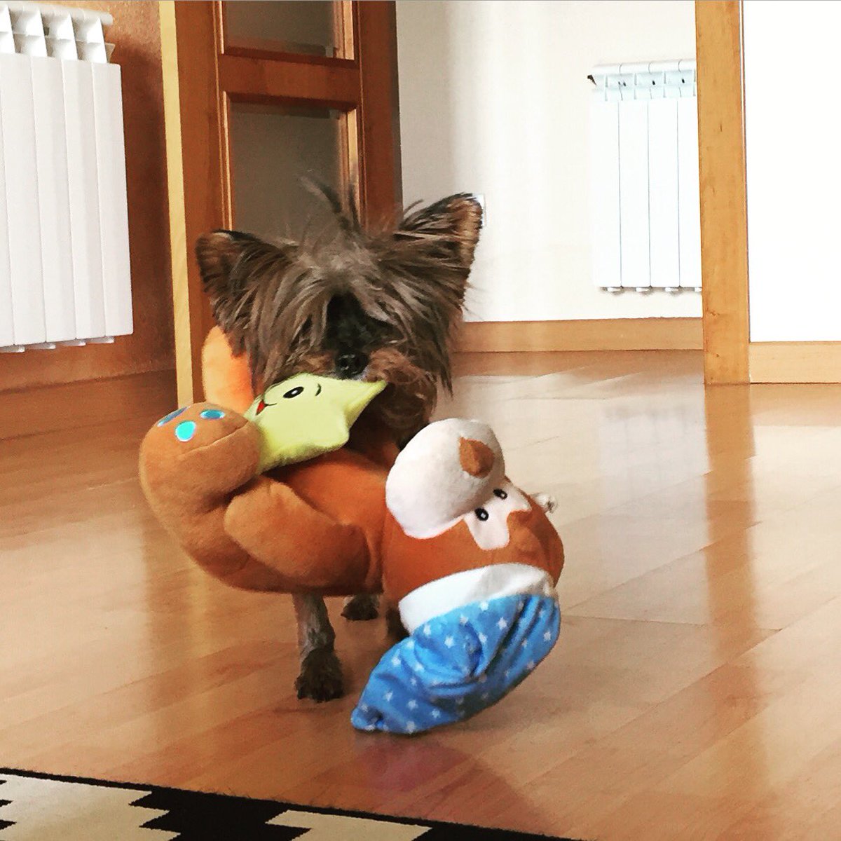nessaslavi's tweet photo. Maria eduarda no #DiaDelPerroLidl https://t.co/r0B2XGDXN8