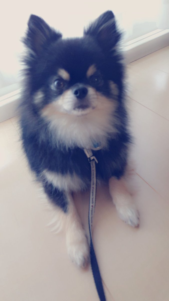 chi_chan925's tweet photo. 明日明後日頑張ろー❤
そしたらとーぶん休みだやっほーい٩(●˙▽˙●)۶
ないちゃんおうちくるで片付けないかんな〜
結局パズル終わらんかったし
かわいい https://t.co/gbR96rK1W5