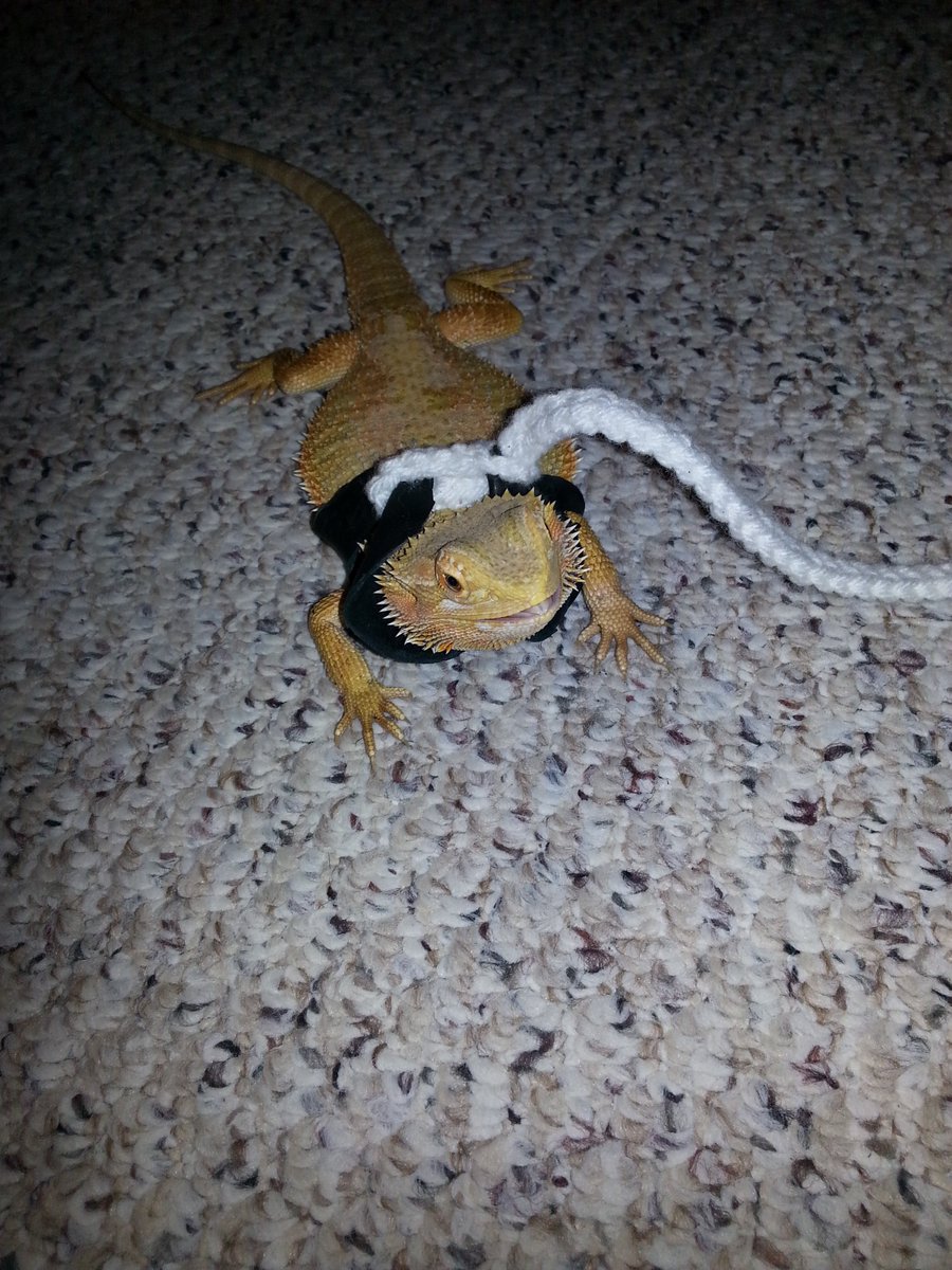 mythings2do1's tweet photo. How to walk your Dragon  https://t.co/c59saYtqxh
#mt2d #mythings2do #beardeddragon #dragonsrock https://t.co/9F3EQRaUjq