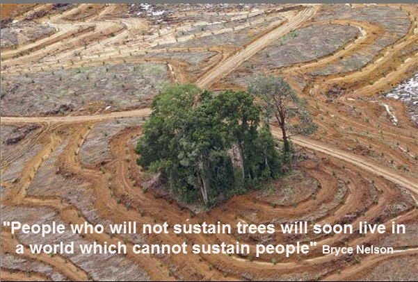 RisingSign's tweet photo. The Brazilian Government: STOP AMAZON DEFORESTATION - Sign the Petition! https://t.co/xryKYEkhmi via @CdnChange https://t.co/ZpHjuIEYSP