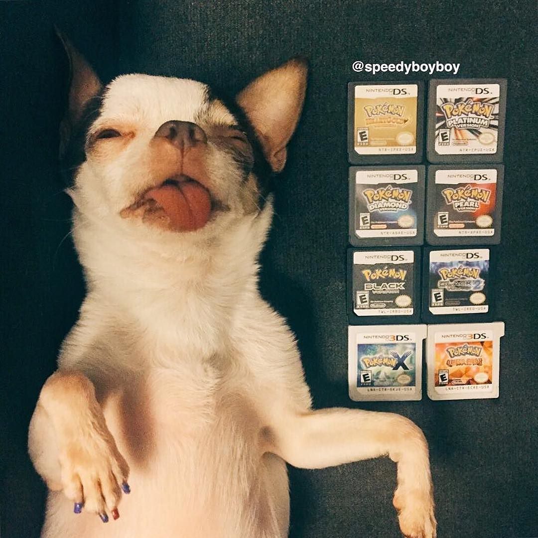 🎮🐶 Help! Pokemon overload. 😂 How was your weekend? 🎮🐶  ⭐️ 📷via <a href="/speedy/">Speedy Gonzales</a> ... - luvchihuahuas.com/2016/07/18/%f0…