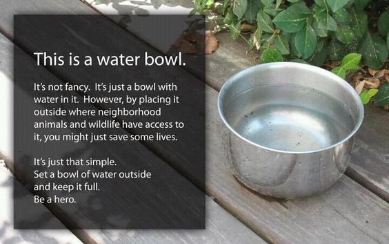 Compassion_1st's tweet photo. Please leave a bowl of water out during the #heatwave ☀️💦
It could save a life! https://t.co/62ESGO7SC3