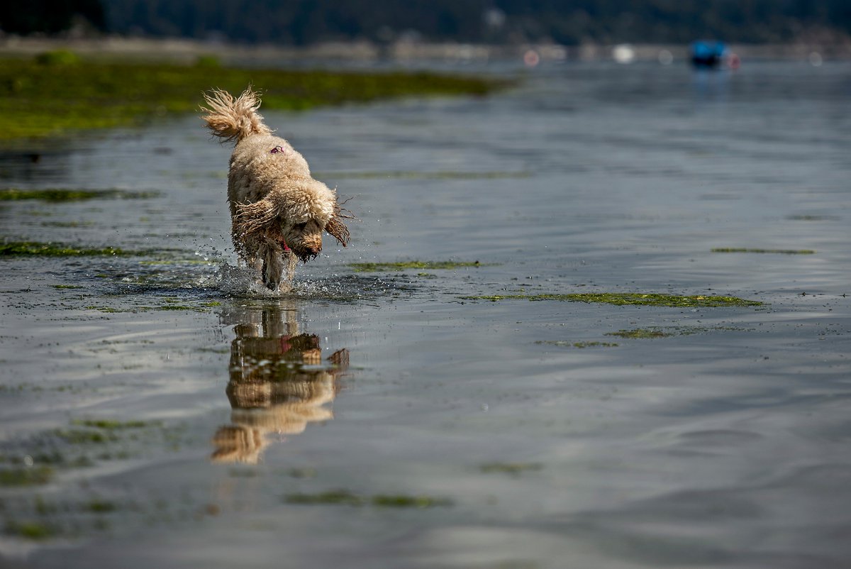 dmontesino's tweet photo. In search of shells in the shallows of #MapleHollowPark #Longbranch #KeyPenParks #WashingtonSummer. https://t.co/iAgtZVRRIO