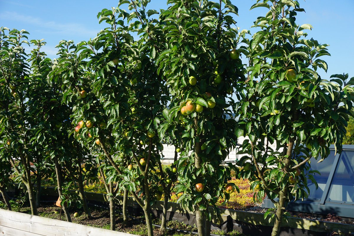 VanderTolbv's tweet photo. Eigen projectfotografie op nog altijd zeer bijzondere locatie #dakmoestuin @Zuidpark direct aan A10 #Amsterdam https://t.co/MXCxv0Zbf8