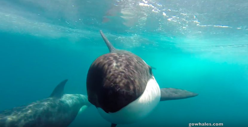 Dolphin_Project's tweet photo. #WildWednesday 🐬
Watch as a pod of orcas investigates a GoPro.
VIDEO: https://t.co/qIQwpaP9JX #DolphinProject https://t.co/miFYE5VFgd