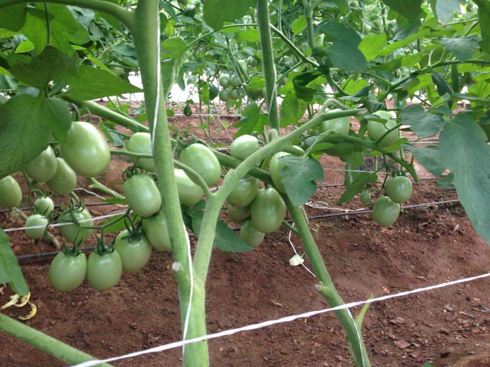 AGRONET NIGERIA tweet media