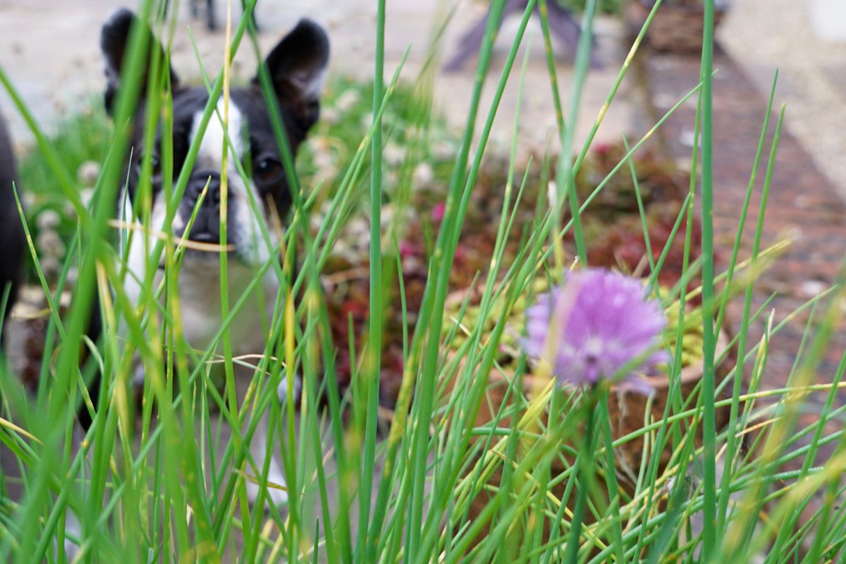 ElegantMidlife's tweet image. My little Boston Terrier has taken a liking to eating my chives! Check her out passionfruitpawsandpeonies.com/poppy-eats-chi… #cheakymonkey